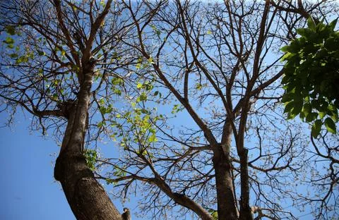 Leafless tree Stock Photos
