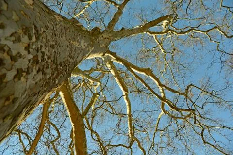 Leafless tree photograph from down with blue sky Stock Photos