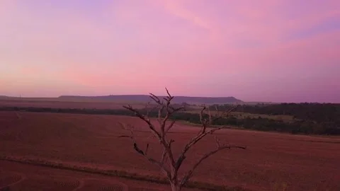 Leafless tree with a pink sunset. Vídeos de archivo 156630773