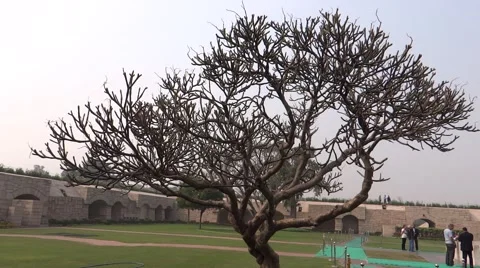 A Leafless Tree at Rajghat, Delhi Stock-Footage 46699658