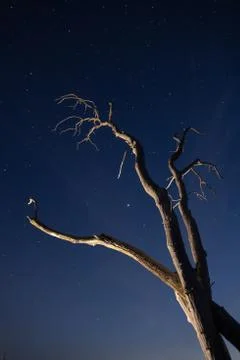 Leafless tree reaching to the stars Stock Photos