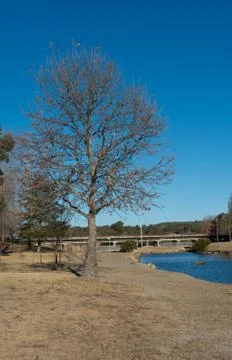 Leafless Tree by River Stock Photos