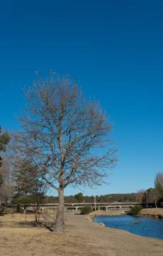 Leafless Tree by River Stock Photos