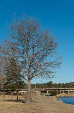 Leafless Tree by River Stock Photos