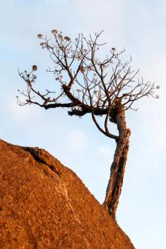 Leafless tree on rock boulder Stock Photos
