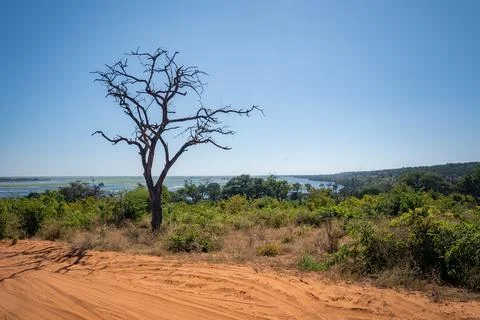 Leafless tree on sandy track by Chobe River in Chobe National Park Stock Photos