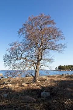Leafless tree on seashore in spring. Stock Photos