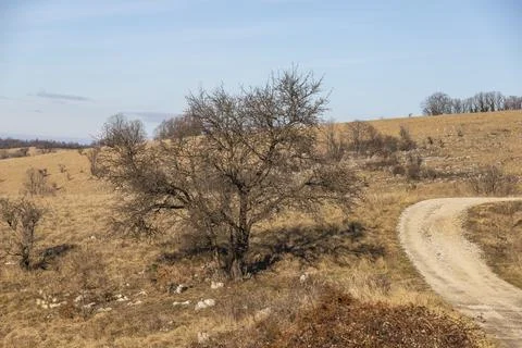 A leafless tree by the side of the road Stock Photos