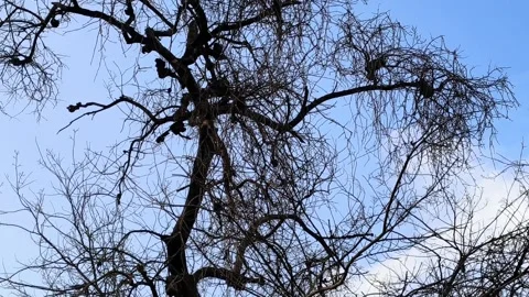 Leafless Tree Silhouette Against Clear Sky Stock Footage 317282023