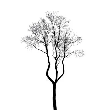 Leafless tree silhouette isolated on white Foto stock