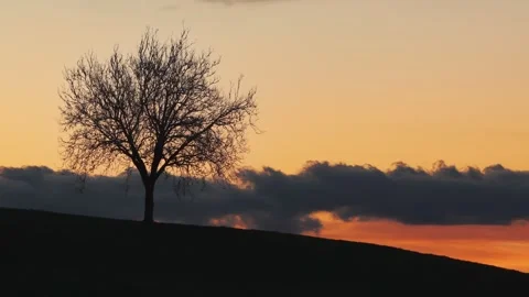Leafless tree silhouette at sunset, Waikato, New Zealand, NZ Stock Footage 341049521