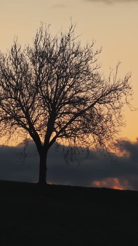 Leafless tree silhouette at sunset, Waikato, New Zealand, NZ Stock Footage 341063074
