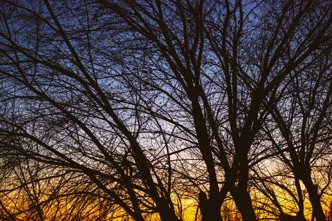 Leafless tree skeleton, branches silhouette against blue yellow sunset sky Stock Photos