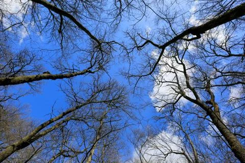 Leafless tree on sky buckground Stock Photos