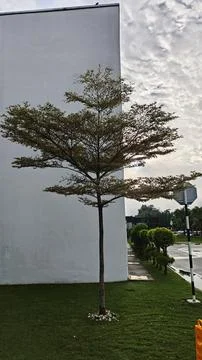 Leafless Tree with Small Branches Stock Photos