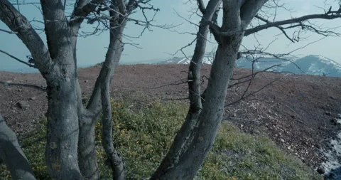 A leafless tree in a small green patch on top of a cliff Stock Footage 149274300