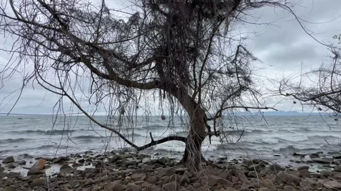 Leafless tree with some weavers nests on the shore of Lake Malawi. Nankoma Stockbeeldmateriaal 334394290