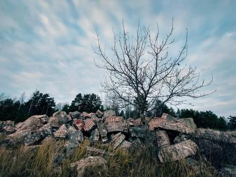 Leafless tree sprouted through the ruins of a house on background of cloudy sky Stock Photos