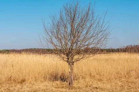 Leafless tree standing alone in a golden field under a clear blue sky, surr.. 스톡 사진