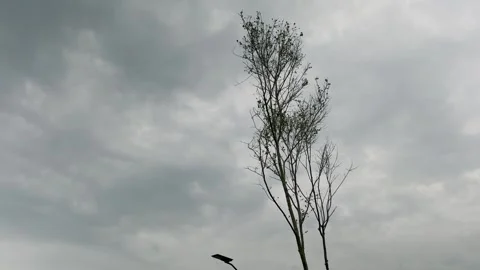 Leafless Tree Standing Beneath Dark Storm Clouds Before Approaching Rain Stock Footage 340808144