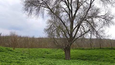 Leafless tree standing in green grass field Stock Photos