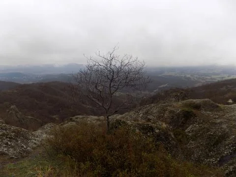 A leafless tree standing on top of rocks after rain Stock Photos