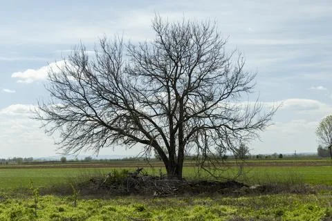 A leafless tree stands alone in a wide open field under a bright blue sky Stock Photos