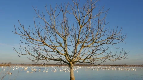 A leafless tree stands by a lake filled with migratory swans under blue sky Stock Footage 318684940