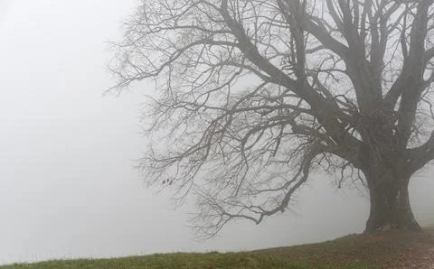 Leafless tree stands out in a mist on a meadow on the edge of a cliff Stockfoto's