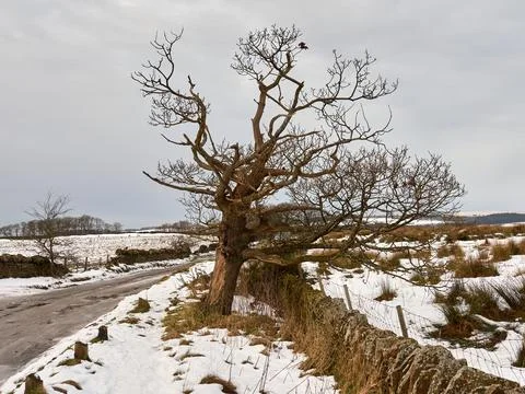 Leafless tree stands resilient against a snowy landscape and winding road. .. Stock Photos
