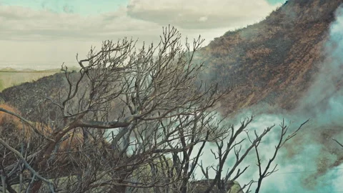 Leafless tree with sulfurous fumes smokes at Owakudani, Hakone, Japan Stock Footage 327704935