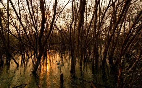 Leafless tree with sunlight. Dead tree in degraded mangrove forest. Environme Stock-Fotos