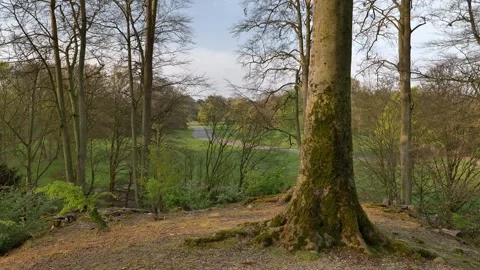 Leafless tree at Sunrise in park against sky in Belgium. Stock Footage 315677616