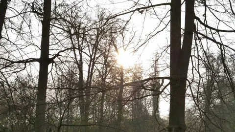 Leafless tree at Sunrise in park against white sky in Belgium. Stock Footage 315677624