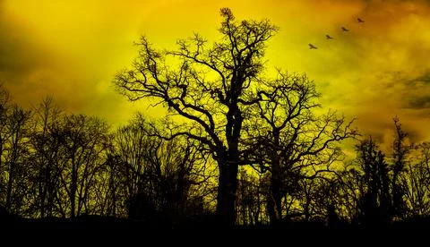 Leafless Tree sunset silhouette on yellow and orange background Stock Photos