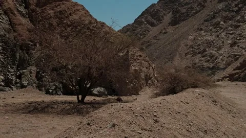 Leafless tree surviving in an arid desert mountain valley surrounded by dry Stock-Footage 346248821