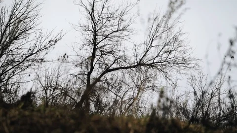 A leafless tree sways beautifully in the wind. Atmospheric plan of nature Stock Footage 126662854