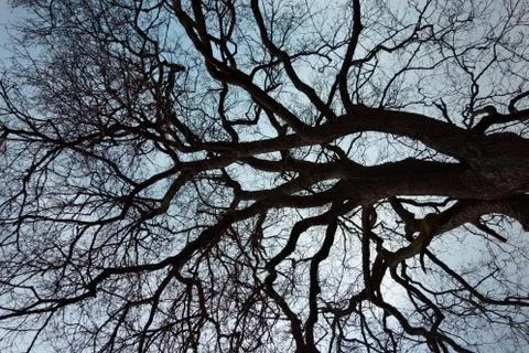 Leafless tree top against the sky, vertical Stock Photos