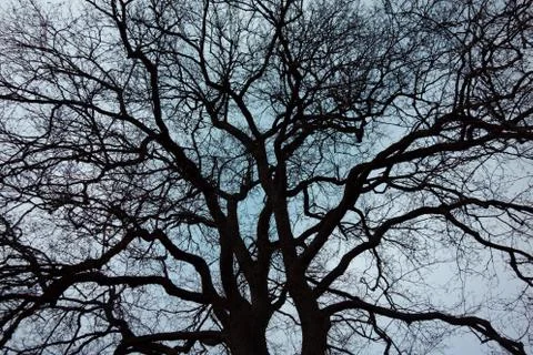 Leafless tree top against the sky, landscape Stock Photos