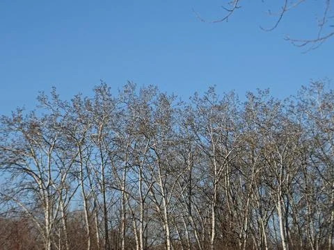 Leafless tree tops against a clear blue sky background Stock Photos