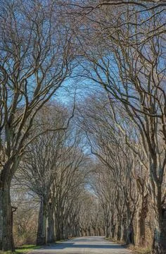 Leafless tree tunnel or boulevard conveys a sense of mystical voyage or travel Stock Photos