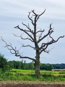 Leafless Tree with Twisted Branches in a Rural Landscape Stock Photos