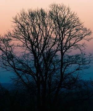 Leafless tree under orange sky new photo Stock Photos