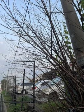 Leafless tree with urban backdrop Stock Photos
