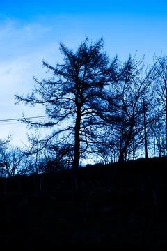Leafless tree in winter landscape with clear sky and moss-covered boulder. Stock Photos