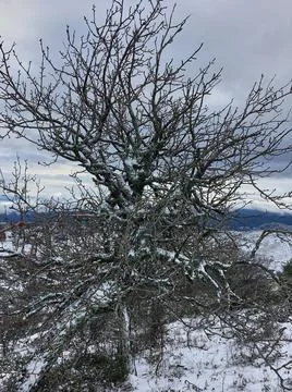 Leafless tree in the winter Stock Photos