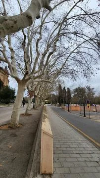 Leafless trees along the empty street 스톡 사진
