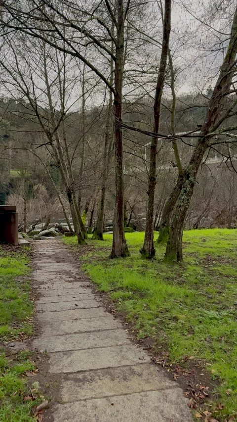 Leafless Trees Along a Riverside Path in Winter Stock Footage 274434866