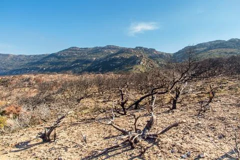 Leafless Trees Amidst the Mountain Landscape Foto stock