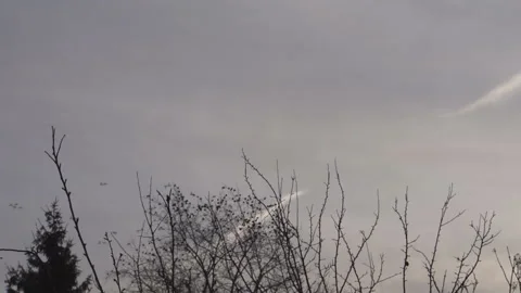 Leafless trees and birds Stock Footage 101541127